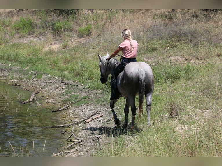 American Quarter Horse Castrone 13 Anni 152 cm Grigio in Lipan TX