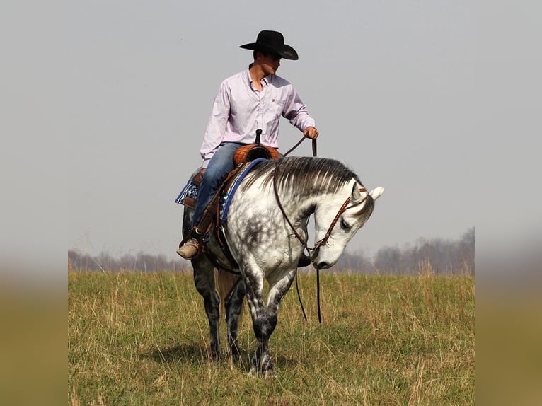 American Quarter Horse Castrone 13 Anni 152 cm Grigio pezzato in Brodhead Ky