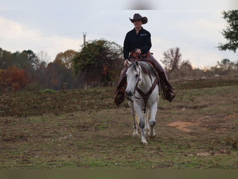 American Quarter Horse Castrone 13 Anni 152 cm Grigio in Baldwyn, MS