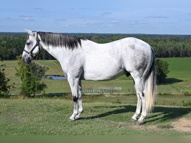 American Quarter Horse Castrone 13 Anni 152 cm Grigio in Baldwyn, MS