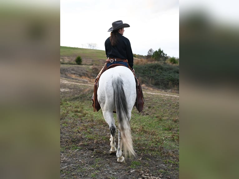 American Quarter Horse Castrone 13 Anni 152 cm Grigio in Baldwyn, MS