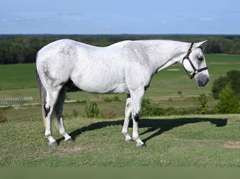 American Quarter Horse Castrone 13 Anni 152 cm Grigio in Baldwyn, MS