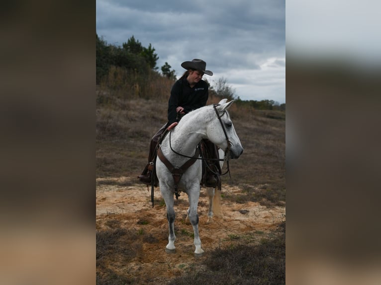 American Quarter Horse Castrone 13 Anni 152 cm Grigio in Baldwyn, MS