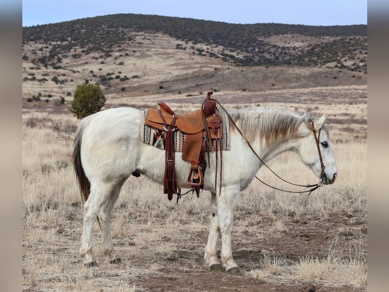 American Quarter Horse Castrone 13 Anni 152 cm Grigio in Camp Verde, AZ