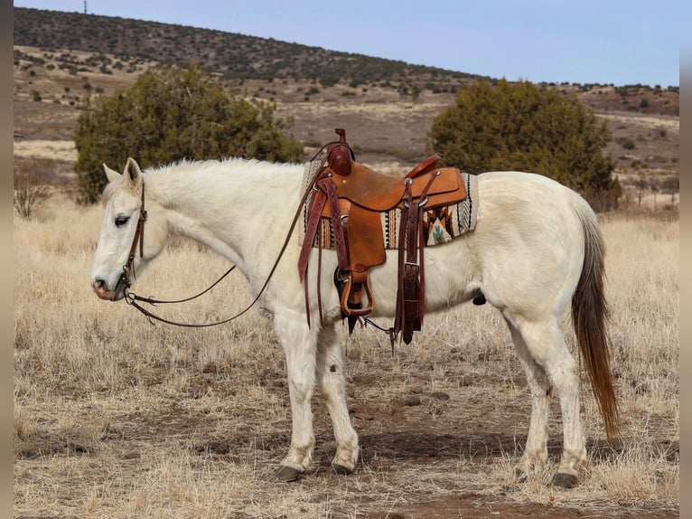 American Quarter Horse Castrone 13 Anni 152 cm Grigio in Camp Verde, AZ