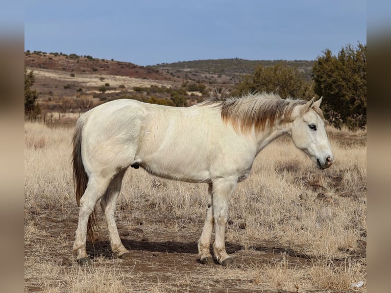 American Quarter Horse Castrone 13 Anni 152 cm Grigio in Camp Verde, AZ