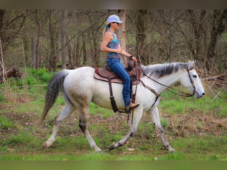 American Quarter Horse Castrone 13 Anni 152 cm Grigio in Hillsboro KY