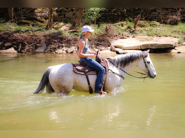 American Quarter Horse Castrone 13 Anni 152 cm Grigio in Hillsboro KY