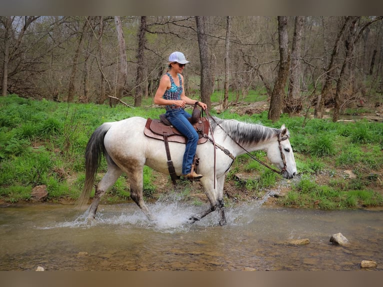 American Quarter Horse Castrone 13 Anni 152 cm Grigio in Hillsboro KY