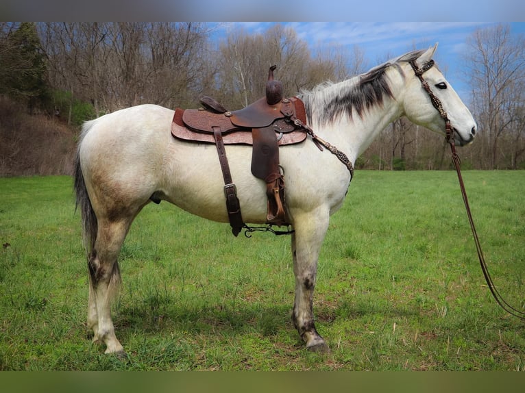 American Quarter Horse Castrone 13 Anni 152 cm Grigio in Hillsboro KY