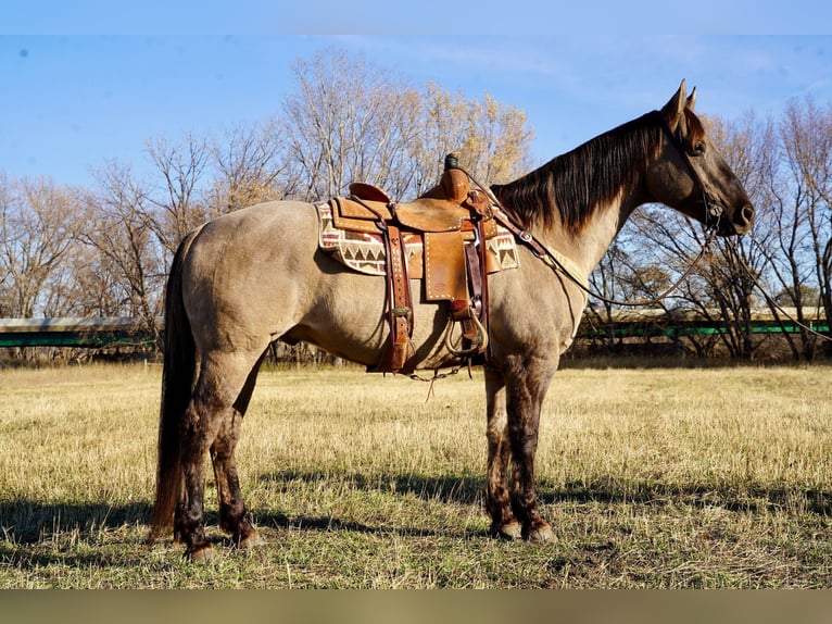 American Quarter Horse Castrone 13 Anni 152 cm Grullo in Valley Springs, SD