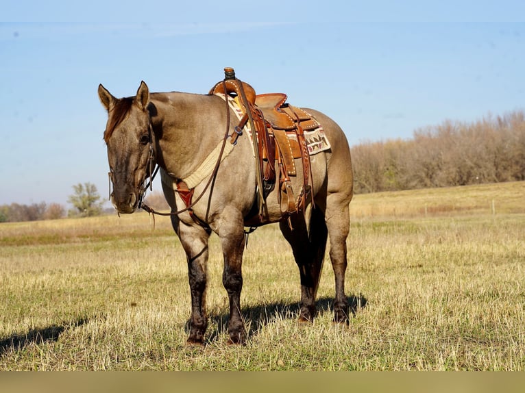 American Quarter Horse Castrone 13 Anni 152 cm Grullo in Valley Springs, SD