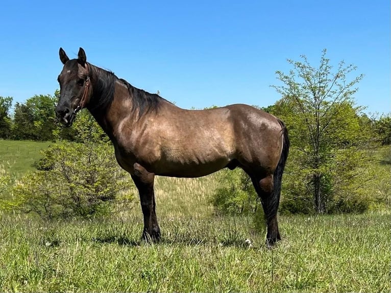 American Quarter Horse Castrone 13 Anni 152 cm Grullo in Germantown KY