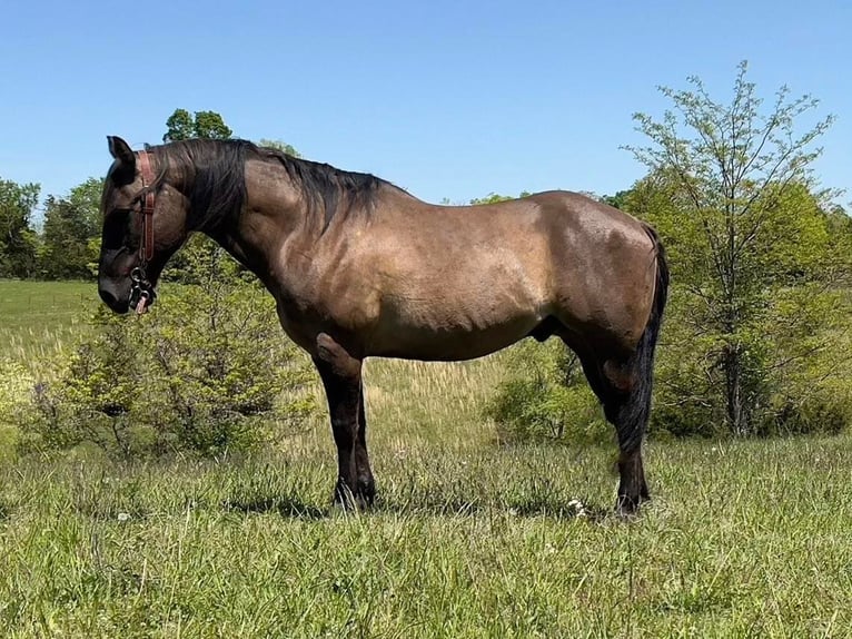 American Quarter Horse Castrone 13 Anni 152 cm Grullo in Germantown KY