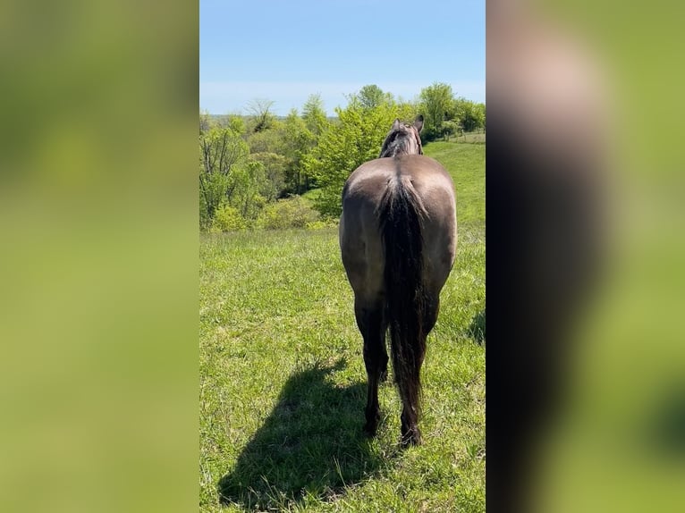 American Quarter Horse Castrone 13 Anni 152 cm Grullo in Germantown KY