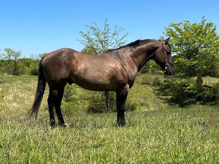 American Quarter Horse Castrone 13 Anni 152 cm Grullo in Germantown KY