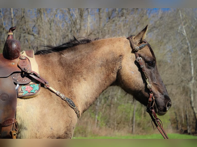 American Quarter Horse Castrone 13 Anni 152 cm Grullo in Hillsboro KY