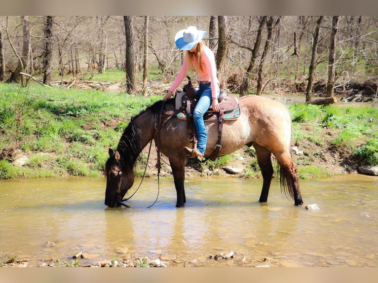 American Quarter Horse Castrone 13 Anni 152 cm Grullo in Hillsboro KY