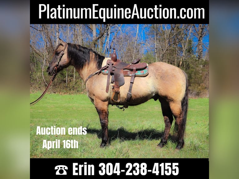 American Quarter Horse Castrone 13 Anni 152 cm Grullo in Hillsboro KY