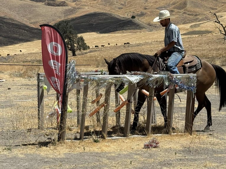 American Quarter Horse Castrone 13 Anni 152 cm Grullo in Paicines CA