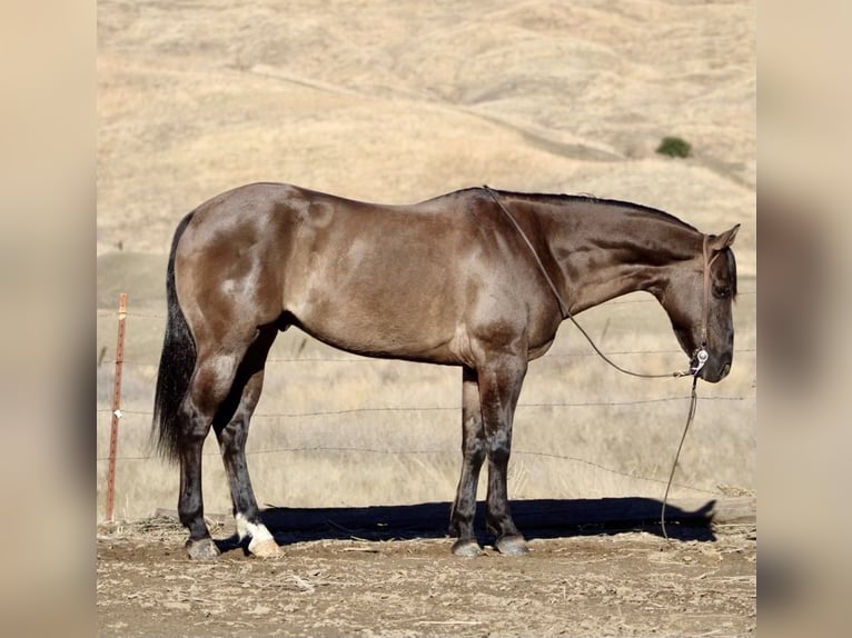 American Quarter Horse Castrone 13 Anni 152 cm Grullo in Paicines CA
