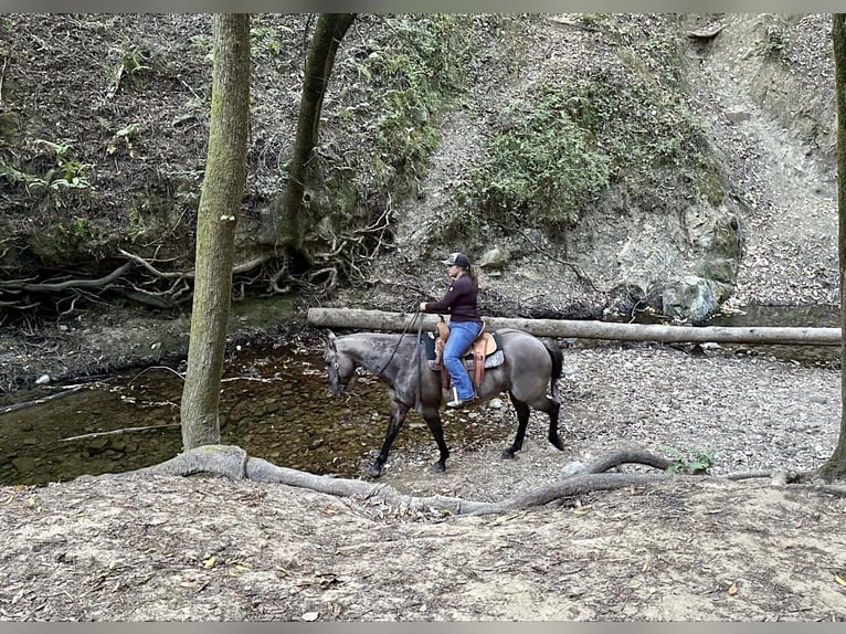 American Quarter Horse Castrone 13 Anni 152 cm Grullo in BITTERWATER, CA