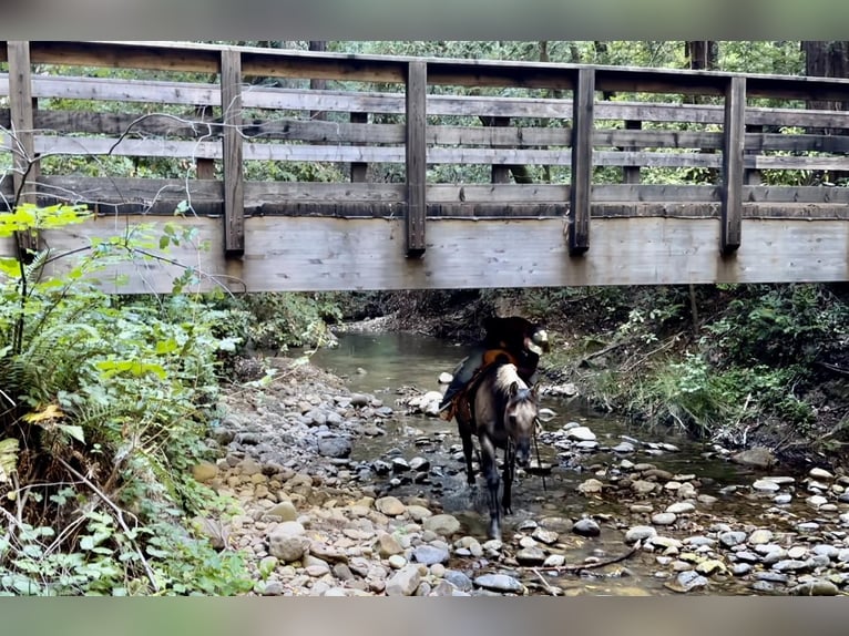 American Quarter Horse Castrone 13 Anni 152 cm Grullo in BITTERWATER, CA