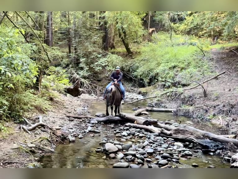 American Quarter Horse Castrone 13 Anni 152 cm Grullo in BITTERWATER, CA