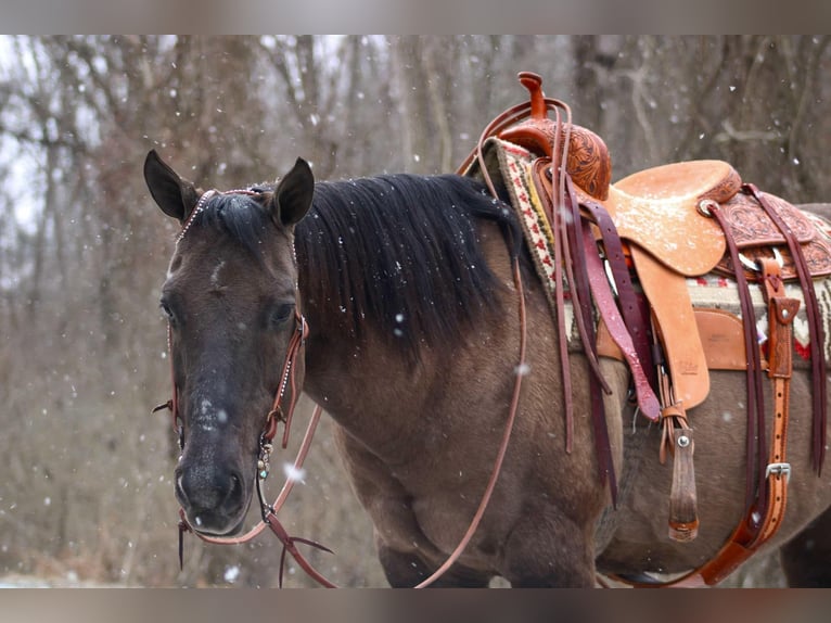 American Quarter Horse Castrone 13 Anni 152 cm Grullo in Beaver Springs, PA