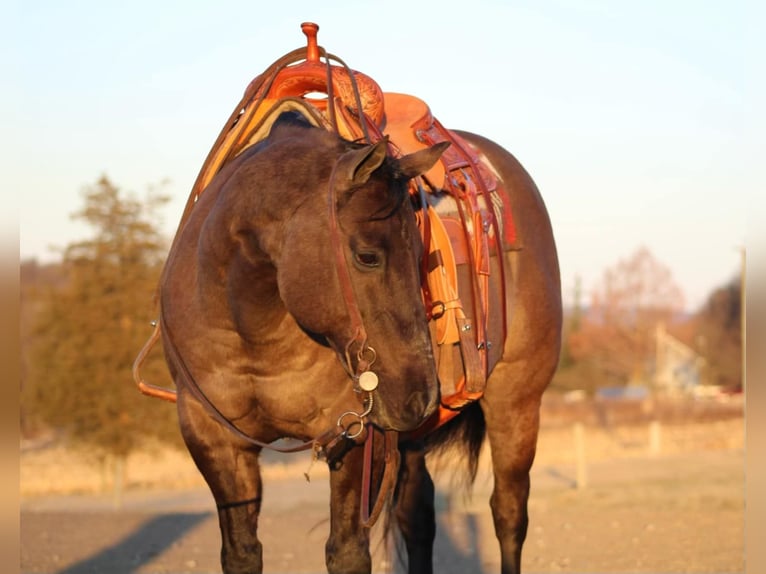 American Quarter Horse Castrone 13 Anni 152 cm Grullo in Beaver Springs, PA