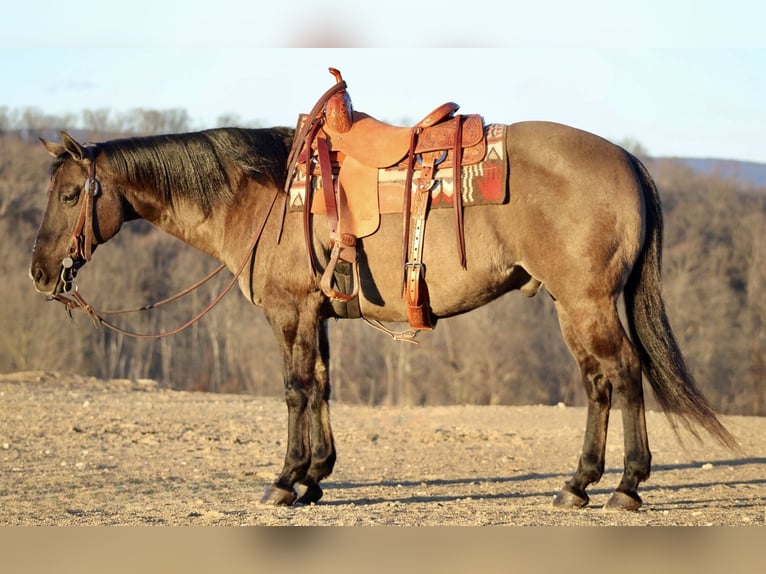 American Quarter Horse Castrone 13 Anni 152 cm Grullo in Beaver Springs, PA