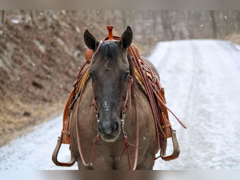 American Quarter Horse Castrone 13 Anni 152 cm Grullo in Beaver Springs, PA