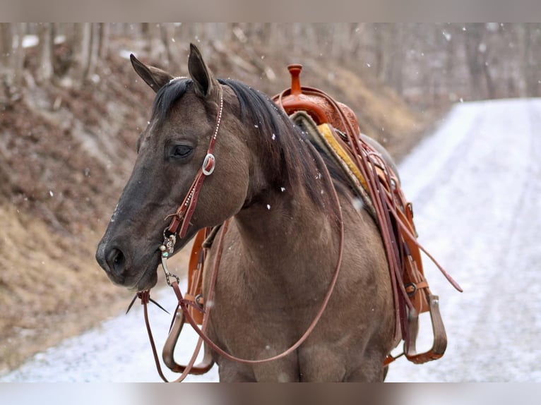 American Quarter Horse Castrone 13 Anni 152 cm Grullo in Beaver Springs, PA