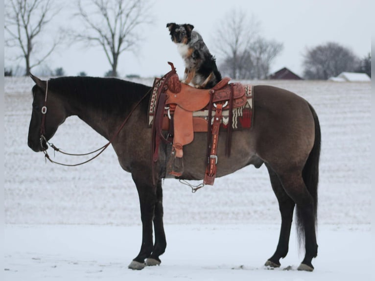 American Quarter Horse Castrone 13 Anni 152 cm Grullo in Beaver Springs, PA