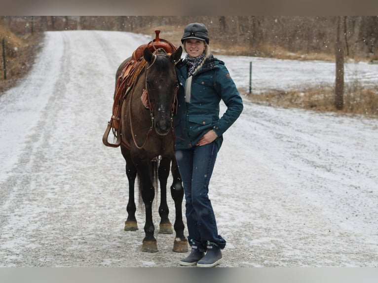 American Quarter Horse Castrone 13 Anni 152 cm Grullo in Beaver Springs, PA