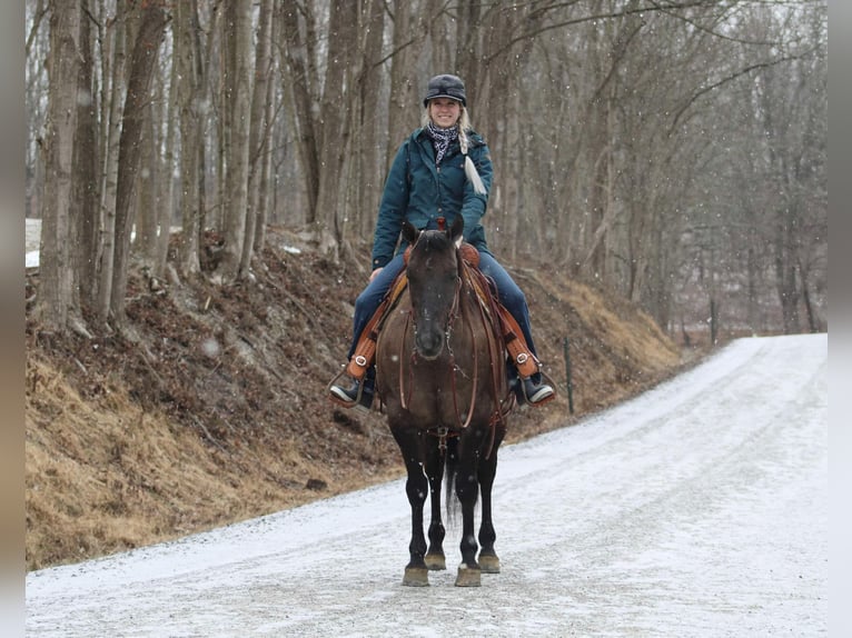 American Quarter Horse Castrone 13 Anni 152 cm Grullo in Beaver Springs, PA