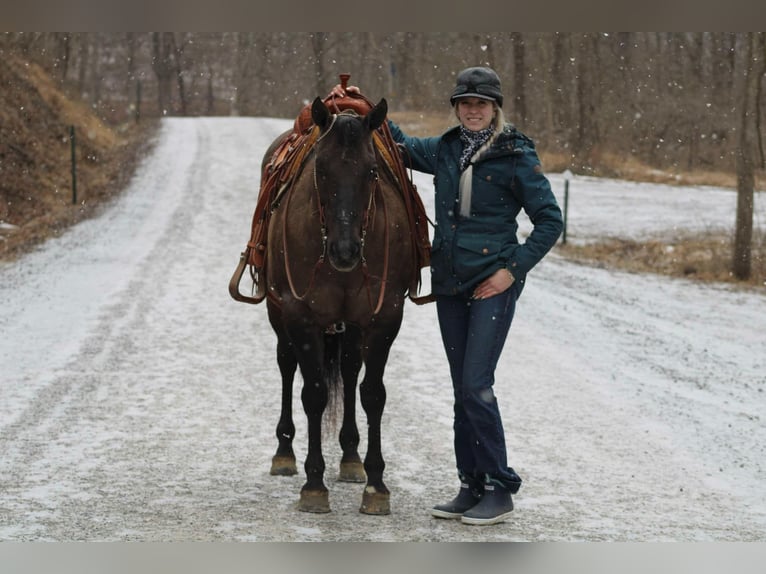 American Quarter Horse Castrone 13 Anni 152 cm Grullo in Beaver Springs, PA