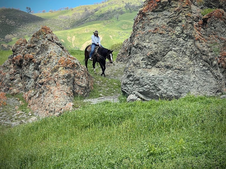 American Quarter Horse Castrone 13 Anni 152 cm Morello in Paicaies CA