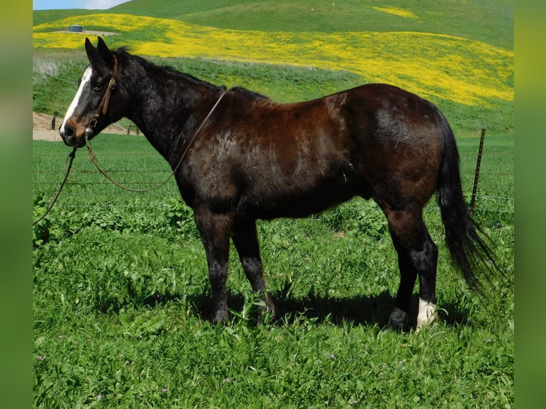 American Quarter Horse Castrone 13 Anni 152 cm Morello in Paicaies CA