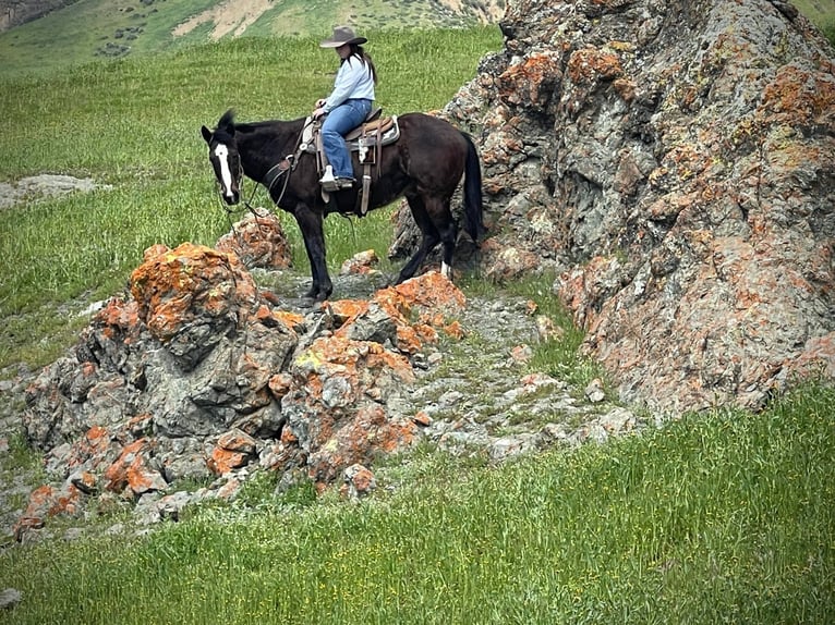 American Quarter Horse Castrone 13 Anni 152 cm Morello in Paicaies CA