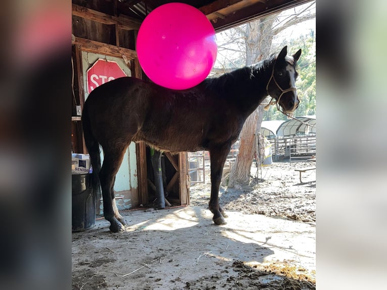 American Quarter Horse Castrone 13 Anni 152 cm Morello in Paicaies CA