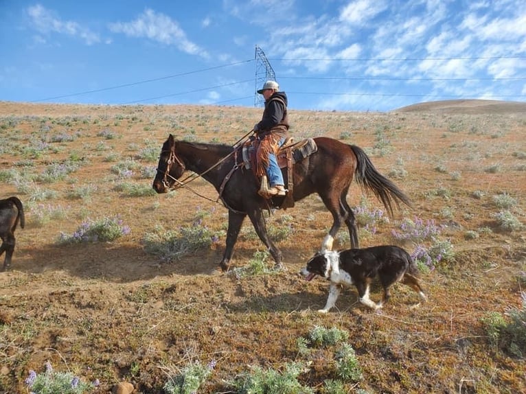 American Quarter Horse Castrone 13 Anni 152 cm Morello in Paicaies CA