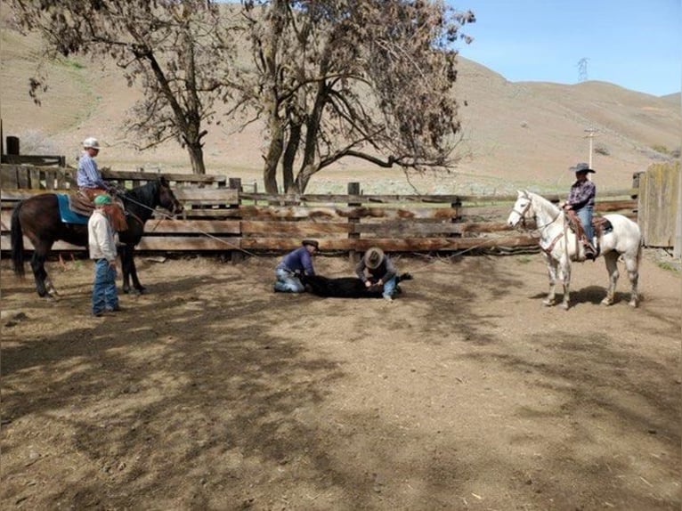 American Quarter Horse Castrone 13 Anni 152 cm Morello in Paicaies CA