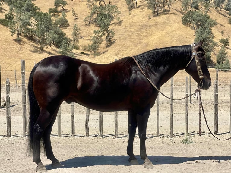 American Quarter Horse Castrone 13 Anni 152 cm Morello in Paicines CA