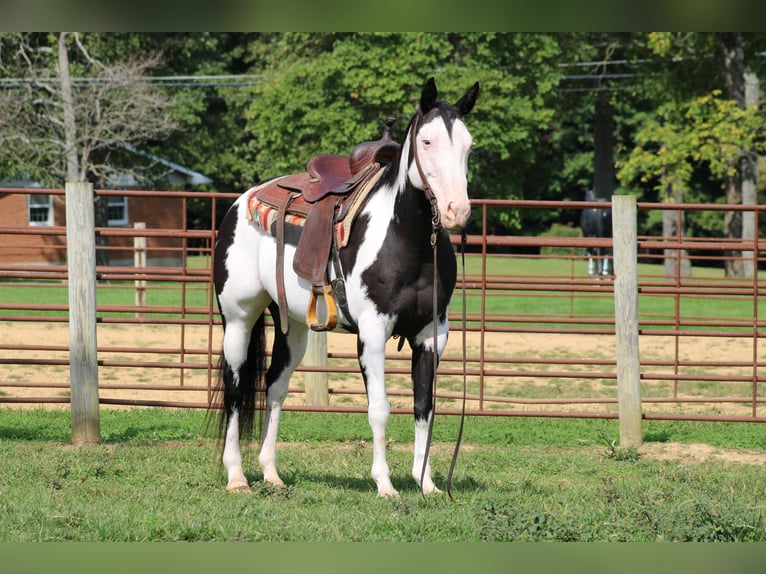 American Quarter Horse Castrone 13 Anni 152 cm Overo-tutti i colori in Sanora KY