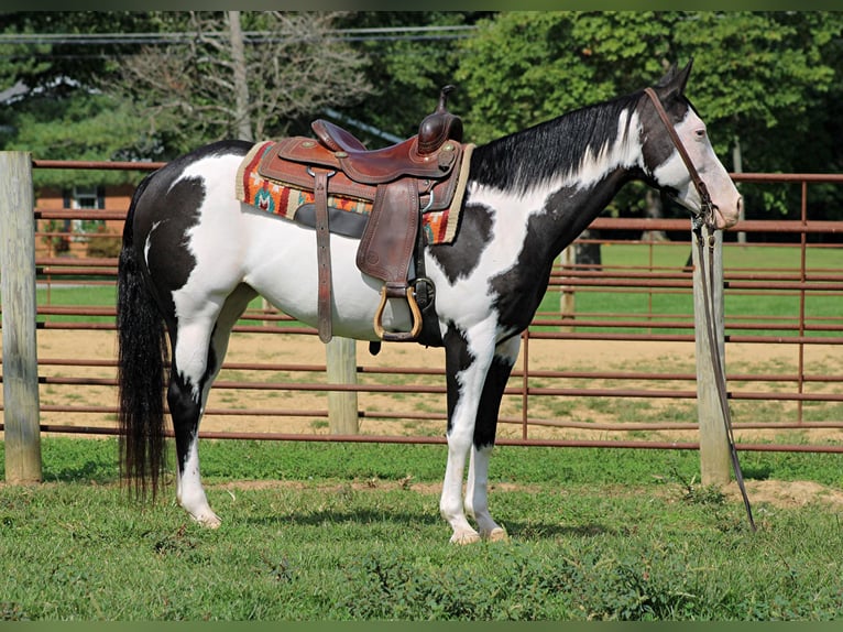 American Quarter Horse Castrone 13 Anni 152 cm Overo-tutti i colori in Sanora KY