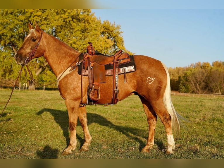American Quarter Horse Mix Castrone 13 Anni 152 cm Palomino in Valley Springs, SD