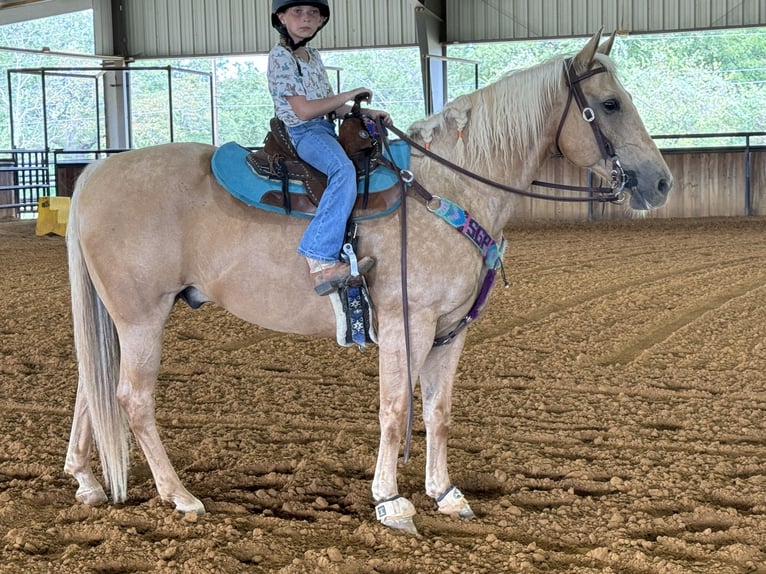 American Quarter Horse Castrone 13 Anni 152 cm Palomino in Weatherford, TX