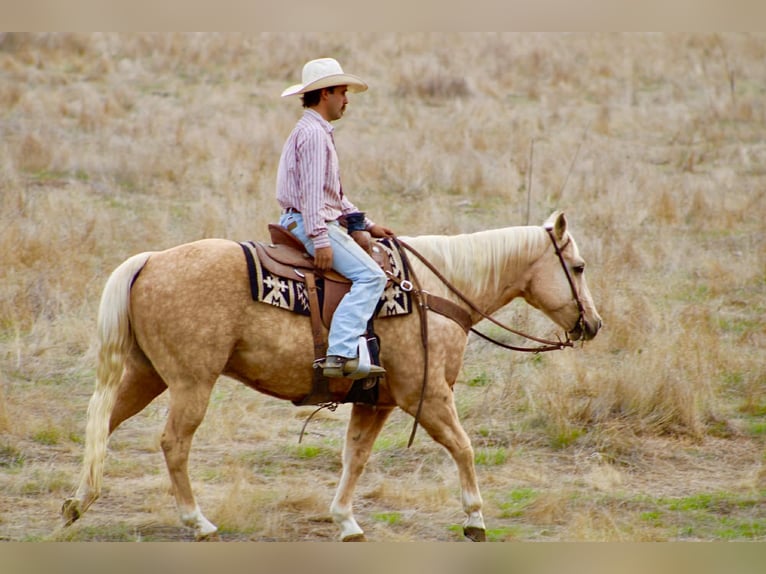 American Quarter Horse Castrone 13 Anni 152 cm Palomino in Paicines CA