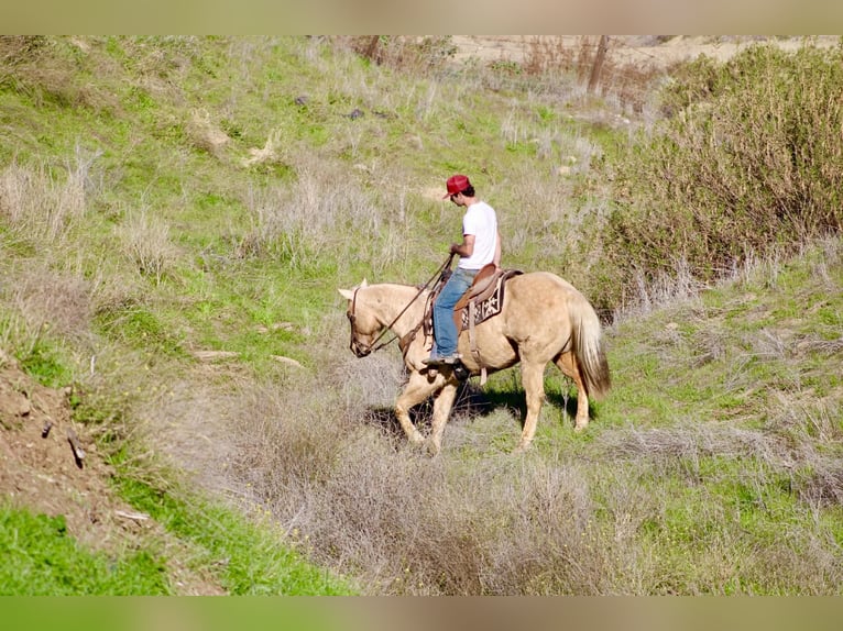 American Quarter Horse Castrone 13 Anni 152 cm Palomino in Paicines CA